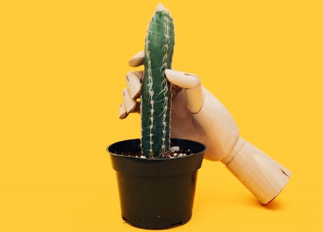 Eine hölzerne, handförmige Skulptur, die zart einen kleinen Kaktus hält und den Kontrast zwischen der organischen Pflanze und der kunstvollen Holzstruktur hervorhebt.
